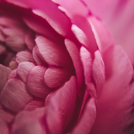 detail van een roze bloem - Healing - Helemaal-ik, praktijk voor holistische massage en bewustwording in Raalte