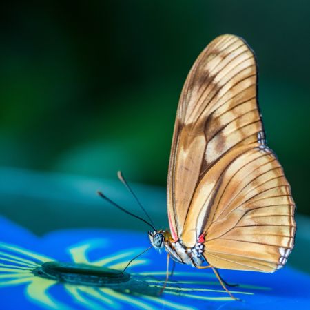 Transformatie - vlinder, symbool van transformatie - HELEMAAL-IK, PRAKTIJK VOOR HOLISTISCHE MASSAGE & BEWUSTWORDING.